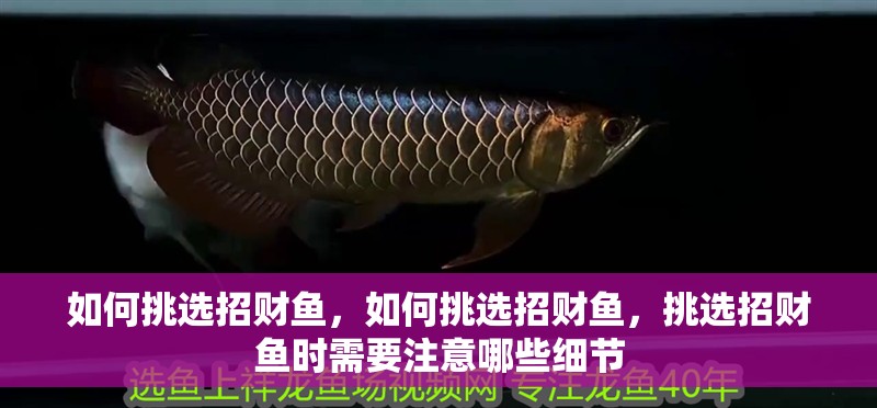 如何挑選招財魚，如何挑選招財魚，挑選招財魚時需要注意哪些細節