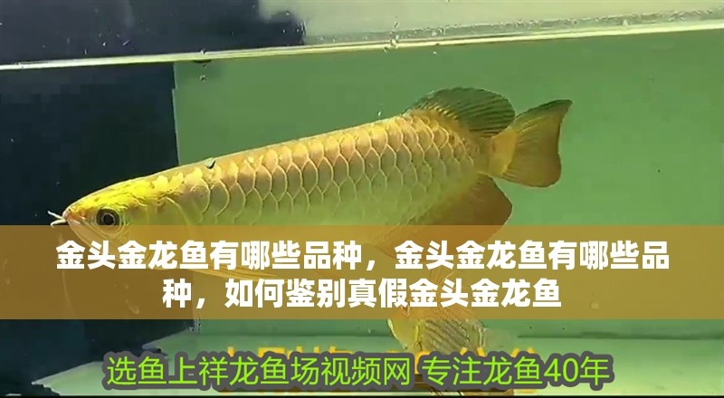 金頭金龍魚有哪些品種，金頭金龍魚有哪些品種，如何鑒別真假金頭金龍魚