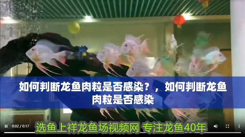 如何判斷龍魚肉粒是否感染？，如何判斷龍魚肉粒是否感染