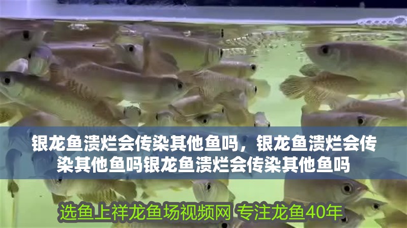 銀龍魚潰爛會傳染其他魚嗎，銀龍魚潰爛會傳染其他魚嗎銀龍魚潰爛會傳染其他魚嗎