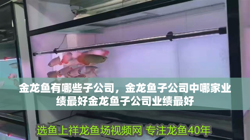 金龍魚有哪些子公司，金龍魚子公司中哪家業績最好金龍魚子公司業績最好