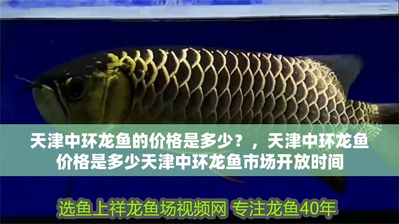 天津中環龍魚的價格是多少？，天津中環龍魚價格是多少天津中環龍魚市場開放時間