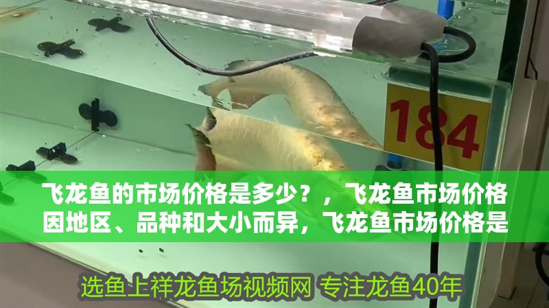 飛龍魚的市場價格是多少？，飛龍魚市場價格因地區、品種和大小而異，飛龍魚市場價格是多少