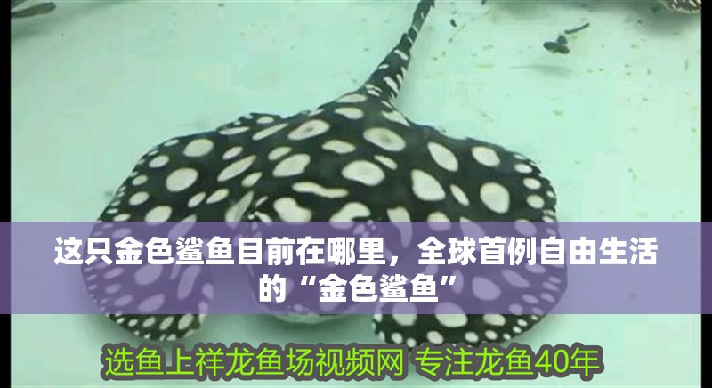 這只金色鯊魚目前在哪里，全球首例自由生活的“金色鯊魚”