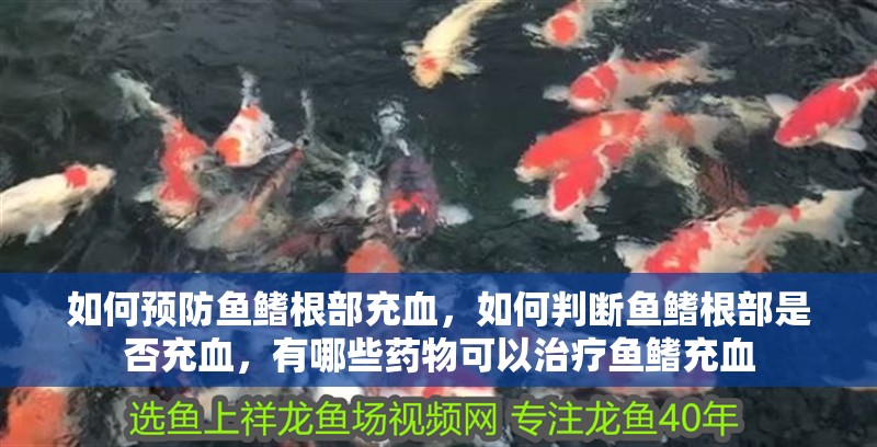 如何預防魚鰭根部充血，如何判斷魚鰭根部是否充血，有哪些藥物可以治療魚鰭充血