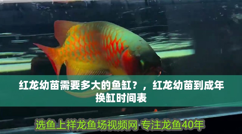 紅龍幼苗需要多大的魚缸？，紅龍幼苗到成年換缸時間表