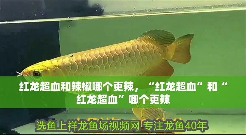 紅龍超血和辣椒哪個更辣，“紅龍超血”和“紅龍超血”哪個更辣