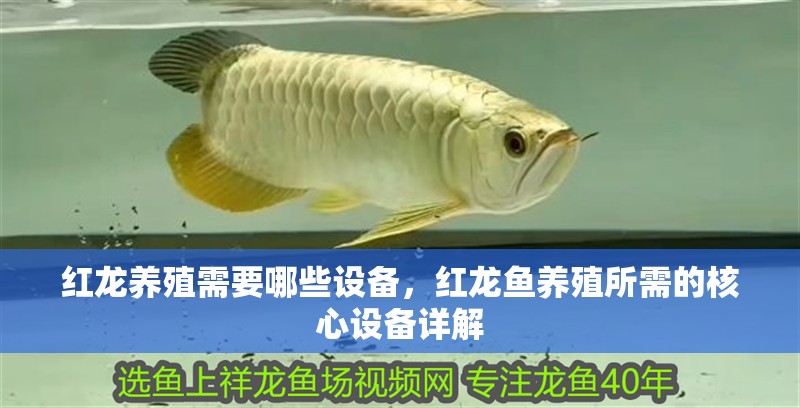 紅龍養殖需要哪些設備，紅龍魚養殖所需的核心設備詳解
