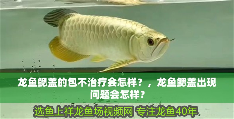龍魚鰓蓋的包不治療會怎樣？，龍魚鰓蓋出現(xiàn)問題會怎樣？