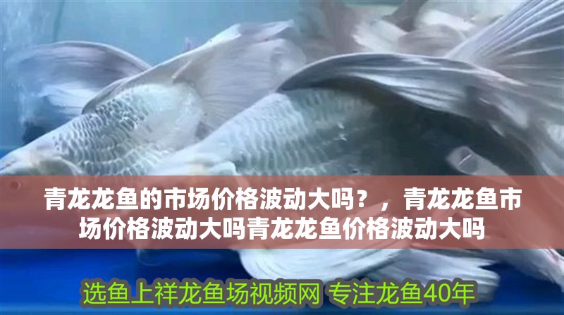 青龍龍魚的市場價格波動大嗎？，青龍龍魚市場價格波動大嗎青龍龍魚價格波動大嗎