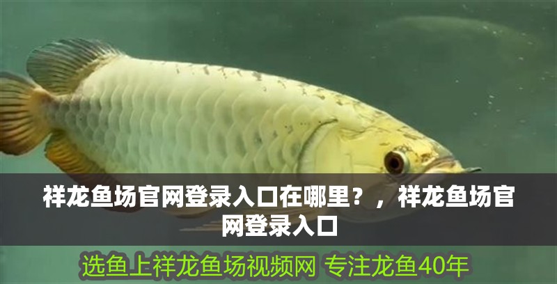 祥龍魚場官網(wǎng)登錄入口在哪里？，祥龍魚場官網(wǎng)登錄入口