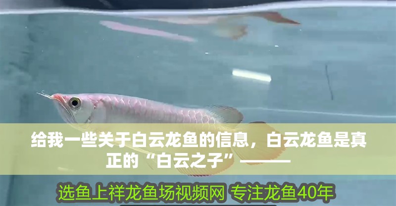 給我一些關于白云龍魚的信息，白云龍魚是真正的“白云之子”———