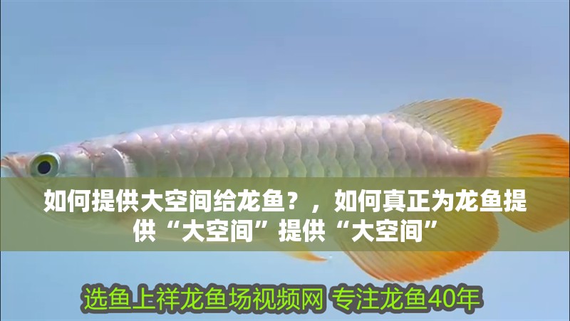 如何提供大空間給龍魚？，如何真正為龍魚提供“大空間”提供“大空間”