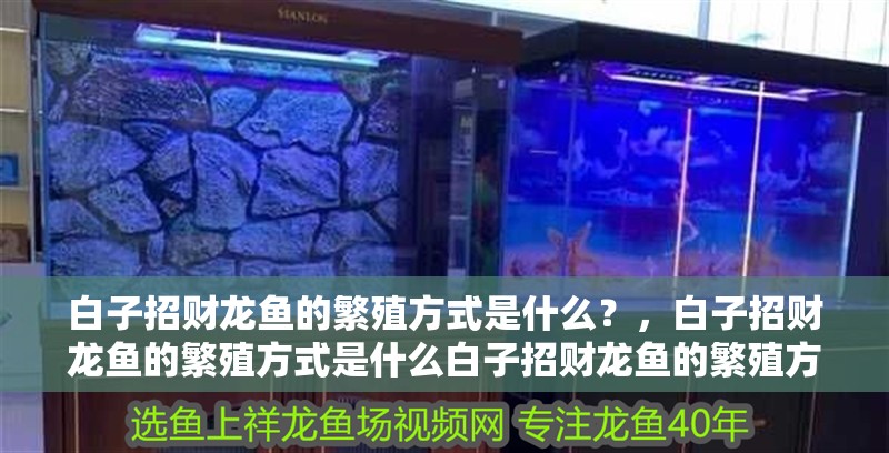 白子招財(cái)龍魚的繁殖方式是什么?,白子招財(cái)龍魚的繁殖方式是什么白子招財(cái)龍魚的繁殖方式