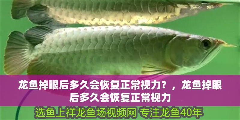 龍魚掉眼后多久會恢復正常視力？，龍魚掉眼后多久會恢復正常視力