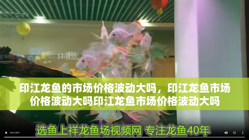 印江龍魚的市場(chǎng)價(jià)格波動(dòng)大嗎，印江龍魚市場(chǎng)價(jià)格波動(dòng)大嗎印江龍魚市場(chǎng)價(jià)格波動(dòng)大嗎