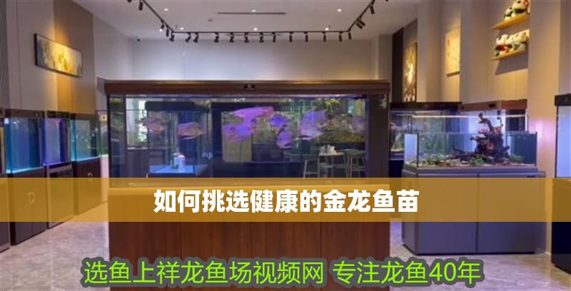 如何挑選健康的金龍魚苗