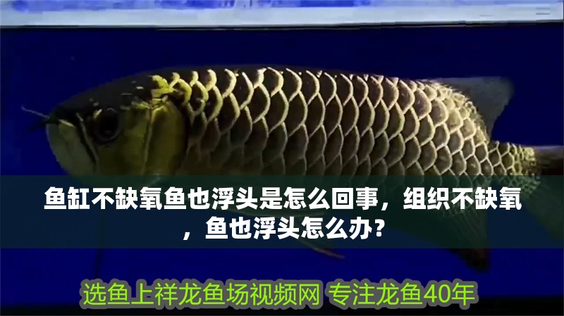 魚缸不缺氧魚也浮頭是怎么回事，組織不缺氧，魚也浮頭怎么辦？
