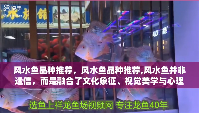 風水魚品種推薦，風水魚品種推薦,風水魚并非迷信，而是融合了文化象征、視覺美學與心理慰藉的傳統實踐