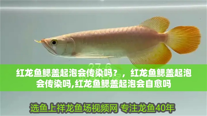 紅龍魚鰓蓋起泡會傳染嗎？，紅龍魚鰓蓋起泡會傳染嗎,紅龍魚鰓蓋起泡會自愈嗎