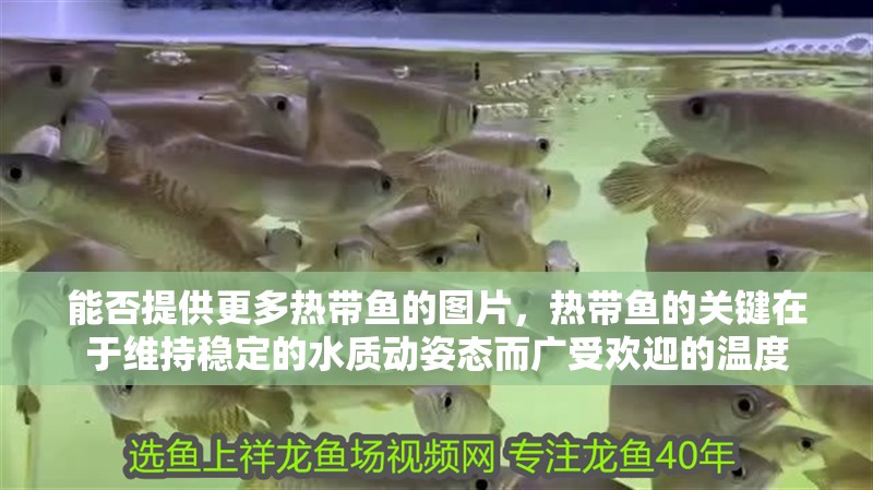 能否提供更多熱帶魚的圖片，熱帶魚的關(guān)鍵在于維持穩(wěn)定的水質(zhì)動姿態(tài)而廣受歡迎的溫度