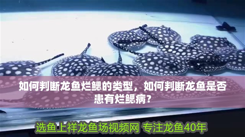 如何判斷龍魚爛鰓的類型，如何判斷龍魚是否患有爛鰓病？