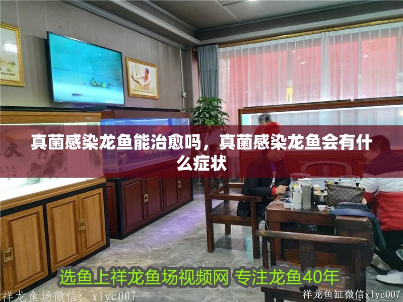 真菌感染龍魚能治愈嗎，真菌感染龍魚會有什么癥狀