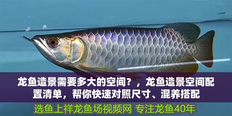 龍魚造景需要多大的空間？，龍魚造景空間配置清單，幫你快速對照尺寸、混養搭配