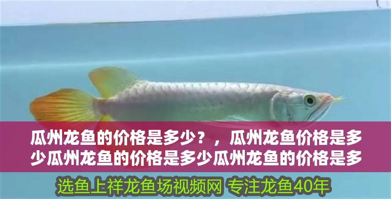 瓜州龍魚的價格是多少？，瓜州龍魚價格是多少瓜州龍魚的價格是多少瓜州龍魚的價格是多少