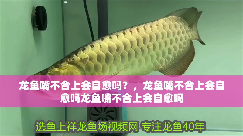 龍魚嘴不合上會自愈嗎？，龍魚嘴不合上會自愈嗎龍魚嘴不合上會自愈嗎