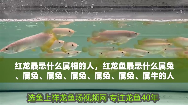 紅龍最忌什么屬相的人，紅龍魚最忌什么屬兔、屬兔、屬兔、屬兔、屬兔、屬兔、屬牛的人