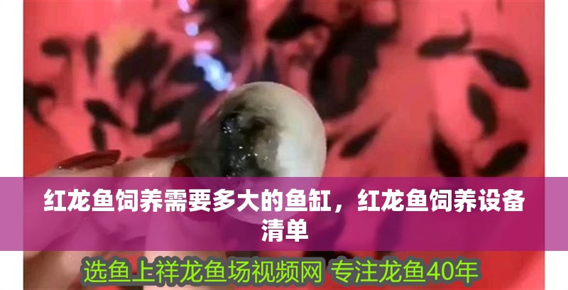 紅龍魚飼養(yǎng)需要多大的魚缸，紅龍魚飼養(yǎng)設備清單