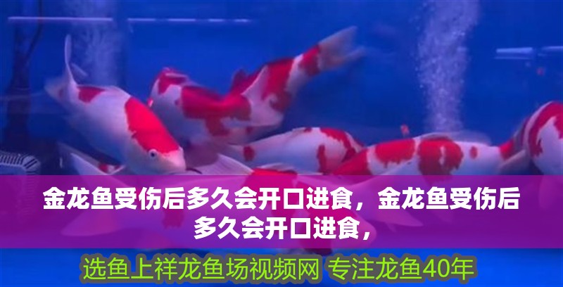 金龍魚受傷后多久會開口進食，金龍魚受傷后多久會開口進食，