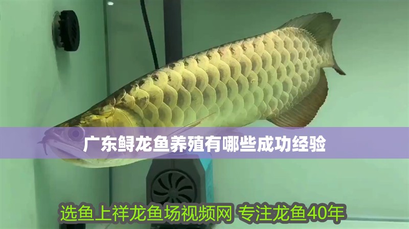 廣東鱘龍魚養殖有哪些成功經驗