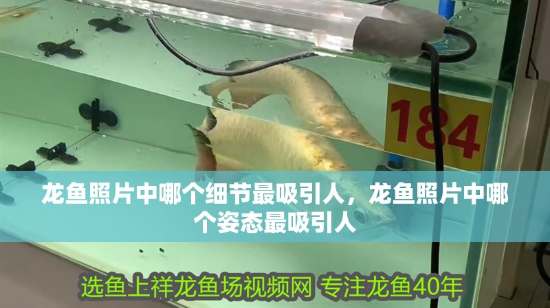 龍魚照片中哪個細節最吸引人，龍魚照片中哪個姿態最吸引人