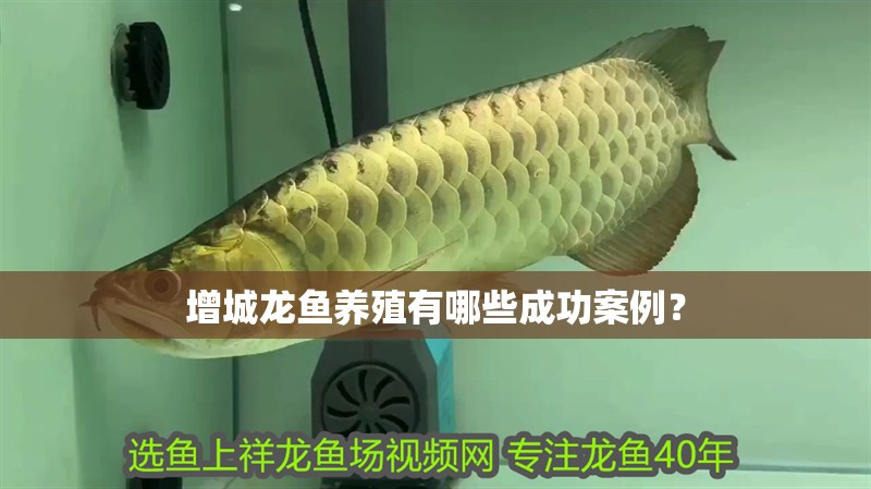 增城龍魚養(yǎng)殖有哪些成功案例？