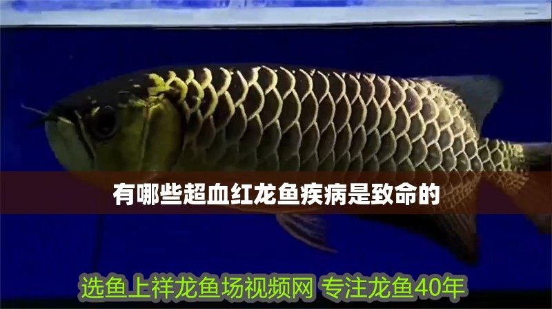 有哪些超血紅龍魚疾病是致命的