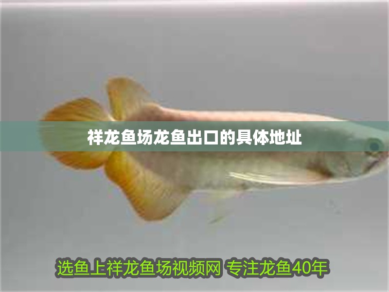 祥龍魚場龍魚出口的具體地址