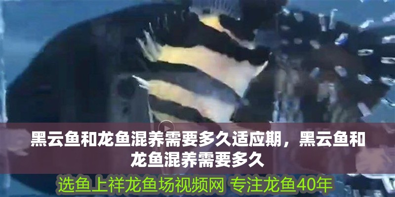 黑云魚和龍魚混養需要多久適應期，黑云魚和龍魚混養需要多久