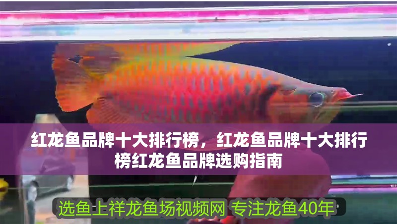 紅龍魚品牌十大排行榜，紅龍魚品牌十大排行榜紅龍魚品牌選購指南