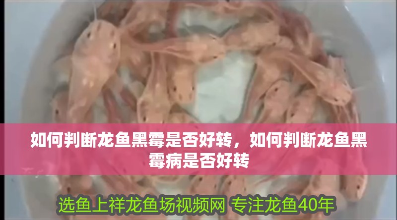 如何判斷龍魚黑霉是否好轉(zhuǎn)，如何判斷龍魚黑霉病是否好轉(zhuǎn)