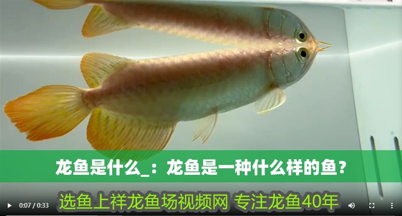 龍魚(yú)是什么_：龍魚(yú)是一種什么樣的魚(yú)？