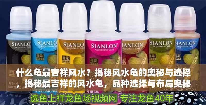 什么龜最吉祥風水？揭秘風水龜?shù)膴W秘與選擇，揭秘最吉祥的風水龜，品種選擇與布局奧秘