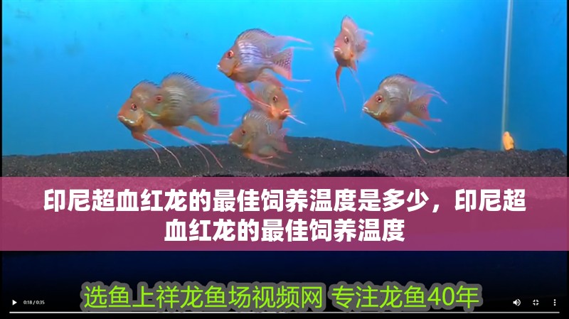 印尼超血紅龍的最佳飼養(yǎng)溫度是多少，印尼超血紅龍的最佳飼養(yǎng)溫度
