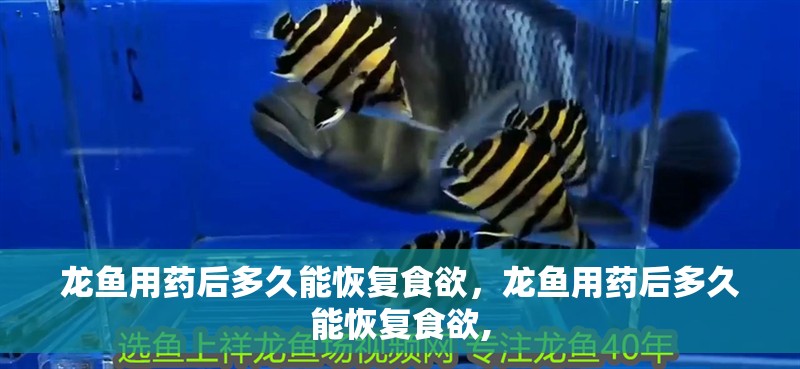 龍魚用藥后多久能恢復食欲，龍魚用藥后多久能恢復食欲,