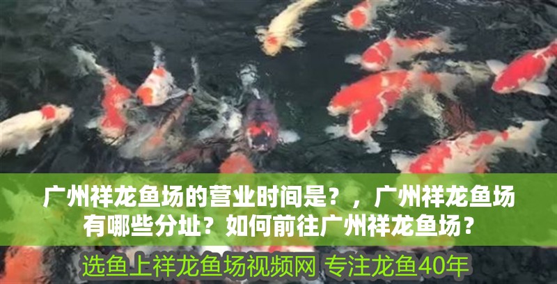 廣州祥龍魚場的營業時間是？，廣州祥龍魚場有哪些分址？如何前往廣州祥龍魚場？