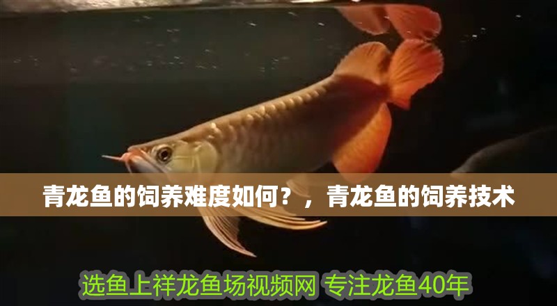 青龍魚的飼養難度如何？，青龍魚的飼養技術