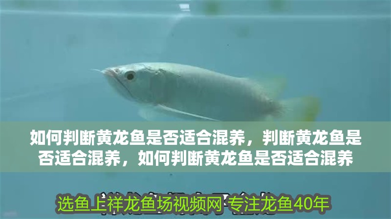 如何判斷黃龍魚是否適合混養，判斷黃龍魚是否適合混養，如何判斷黃龍魚是否適合混養