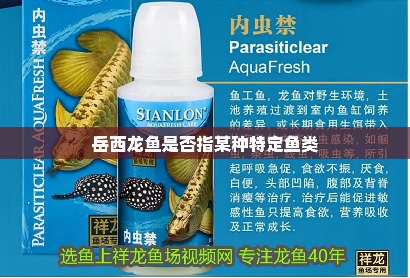 岳西龍魚是否指某種特定魚類