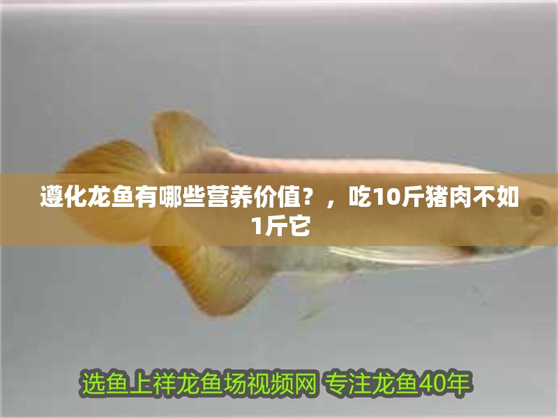 遵化龍魚有哪些營養(yǎng)價(jià)值？，吃10斤豬肉不如1斤它